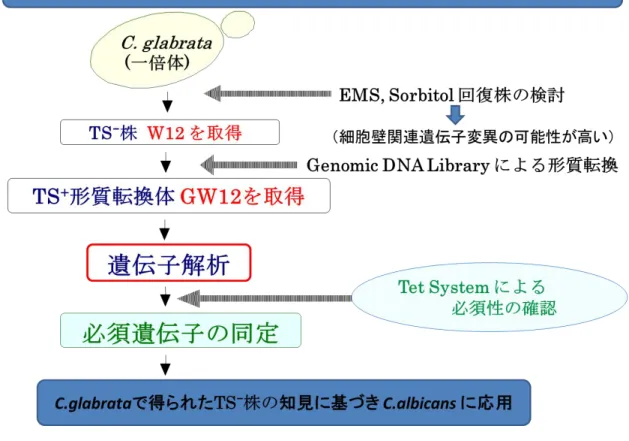 図 1  本研究の基本戦略 
