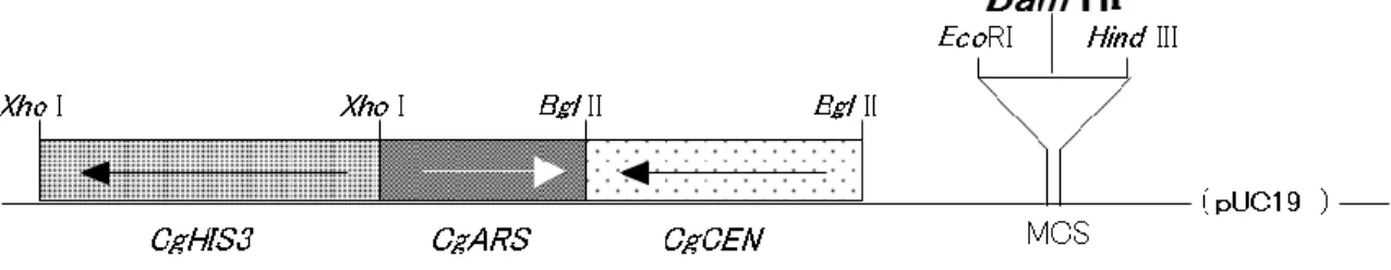 図 2-1 Genomic DNA Library 構築に用いた Plasmid  ベクター ,  pCgACH-3 の制限酵素地図 