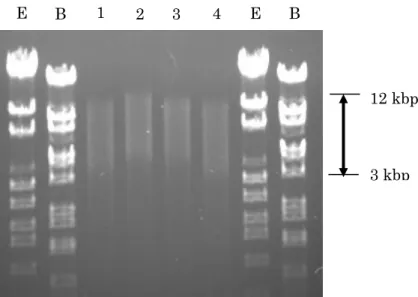 図 2-4 Genomic DNA を Partial Digestion 後、Gene Clean kit により DNA 断片を抽出後の電気泳動パターン 