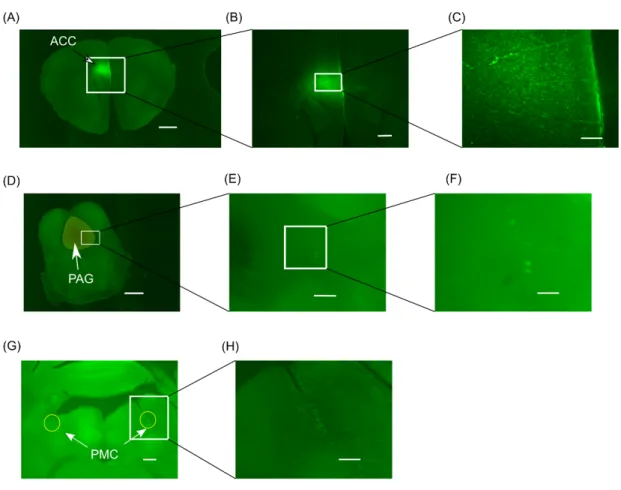 Figure 2. Projection from ACC to PMC and PAG 