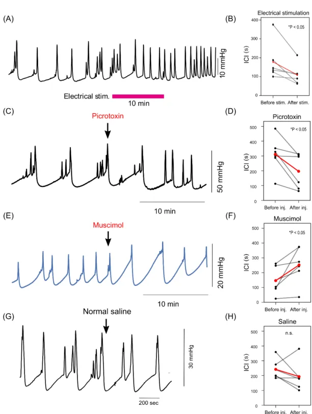 Figure  4.  The effect of non-selective stimulation and inhibition of  ACC  during cystometrogram (CMG) 