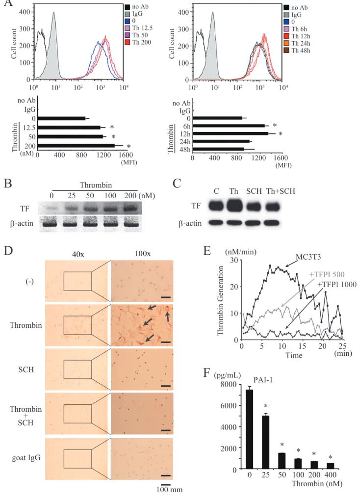 Figure 2AB C     Th    SCH  Th+SCHTFβ-actin100x0        400      800     1200    1600no AbIgG012.5502000        400      800     1200    1600no AbIgG012h6h24h48hThrombinThrombin100       101       102            103             104no AbIgG0Th 12.5Th 50Th 2