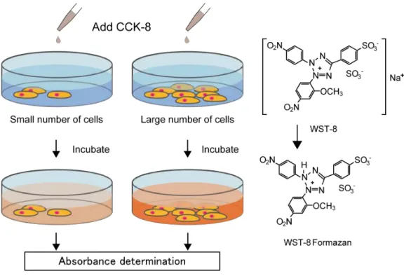 Figure 2-3 Cell viability detection by using WST-8 cell counting kit. 