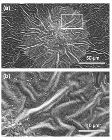 Figure 2-11 (a) SEM image of adherent the HUVEC on the a-C:H/MPC polymer. Scale bar: 50 µm
