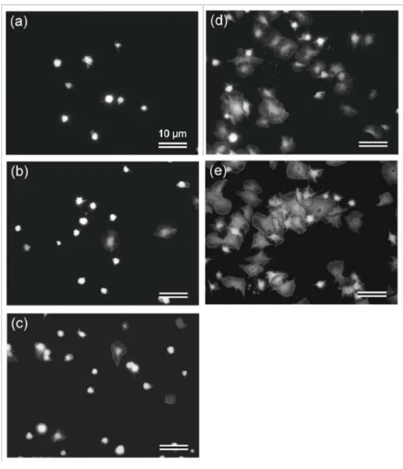Figure 2-13 Representative fluorescence microscopic images of surface-adherent platelets: (a) MPC  polymer, (b) Large-patterned a-C:H/MPC polymer, (c) Small-patterned a-C:H/MPC polymer, (d)  Full-coated a-C:H/MPC polymer, and (e) Full-Full-coated a-C:H
