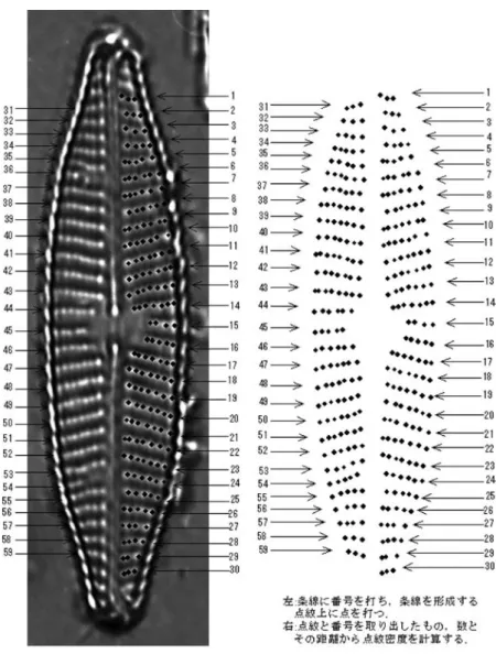 図  2　条線番号の付け方と点紋の打ち方 Fig. 2.    Number of each stria and lineolae.