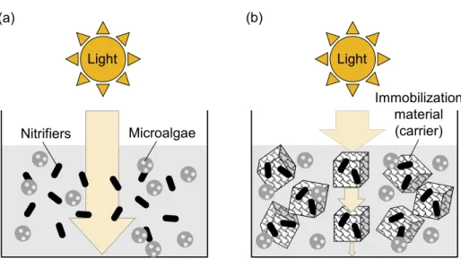 Fig. 4. Penetration of incident light in microalgae-dispersed nitrifiers reactor (a) and microalgae- microalgae-immobilized nitrifiers reactor (b).
