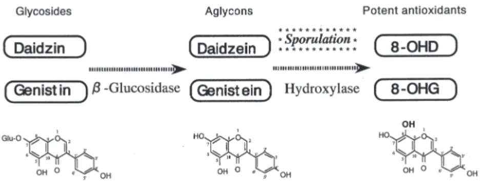 Fig. 1  Proposed scheme for the formation of 8-OHD and 8-OHG