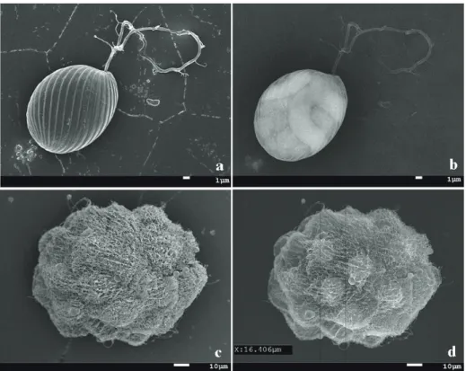 Fig.  1.  Observation  of  morphology  and  internal  structure  by  using  scanning  electron  microscopy