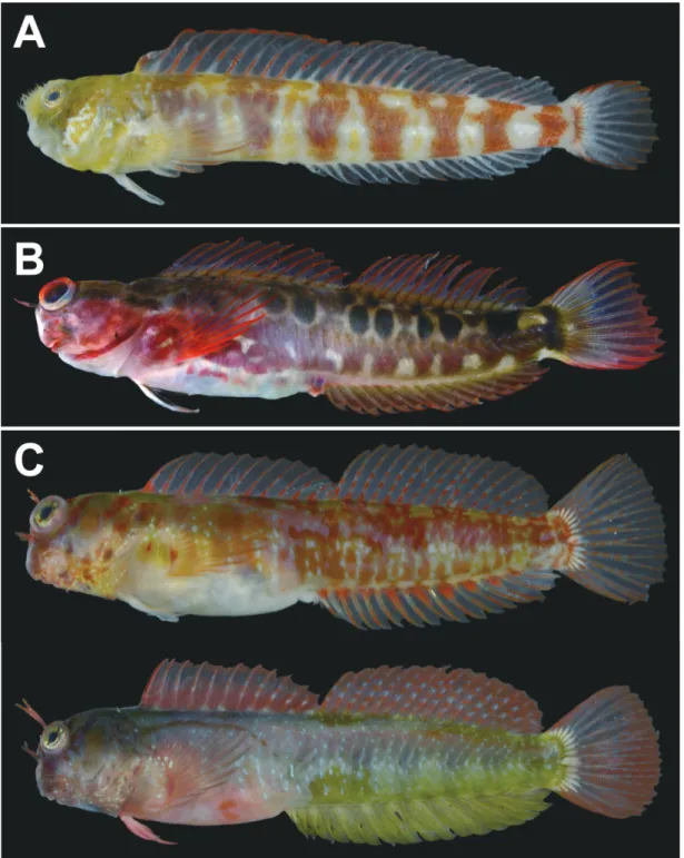 Fig. 1.  Fresh specimens of three blenniid species from Yaku-shima Island, representing the northernmost  distributional record for each species