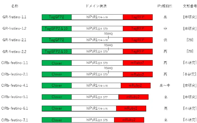 図 1.4  Fretino のドメイン構造（緑色および赤色蛍光タンパク質ペア） 