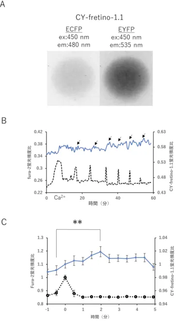 図 3.1  CY-fretino-1.1 と fura-2 の蛍光シグナルの変化   