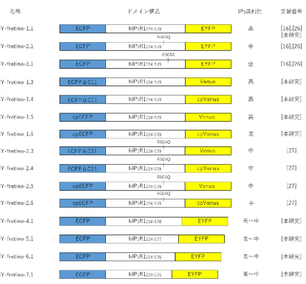 図 1.3  Fretino のドメイン構造（青色および黄色蛍光タンパク質ペア） 