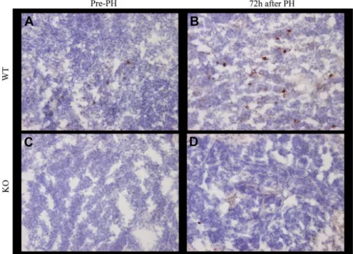 Fig. 6 e Immunohistochemical staining for IL-17A in the spleen. Immunohistochemical staining for IL-17A was performed as described in detail in the Materials and methods