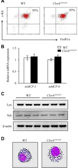 FIG E1. Clock mutation does not affect the differentiation of mast cells.