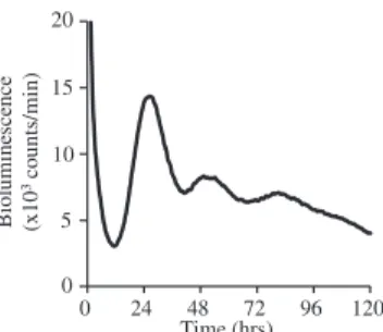 FIG E3. Monitoring of PER2:LUC protein expression in mast cells. Moni- Moni-toring of PER2::LUC bioluminescence of BMCMCs derived from PER2::LUC knock-in mice after a medium change (synchronization) for 120 hours is shown