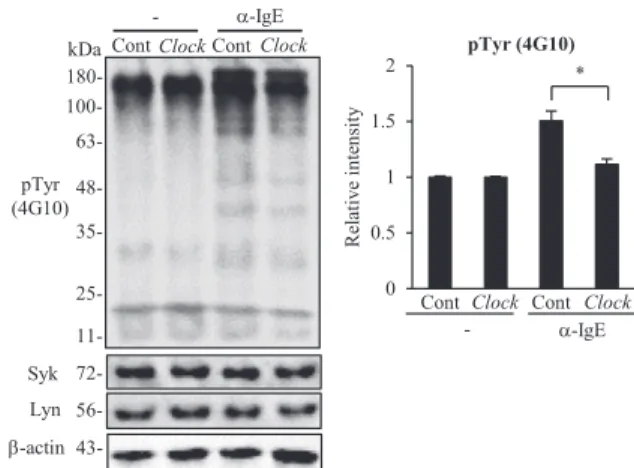 FIG E6. Knockdown of Clock reduces IgE-dependent increases in the total tyrosine phosphorylation in mast cells