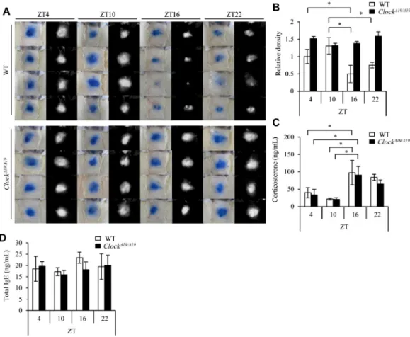 FIG 1. The mast cell–intrinsic clockwork is critical for time of day–dependent variations in PCA reactions.