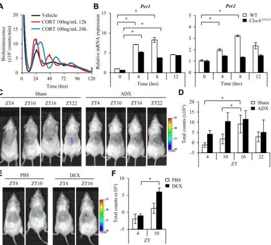 FIG 5. Factors derived from the adrenal glands synchronize or reset the mast cell–intrinsic clockwork.
