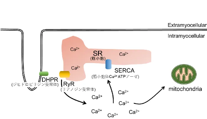 Fig. 3  骨格筋における Ca 2+ 制御機構の概要図