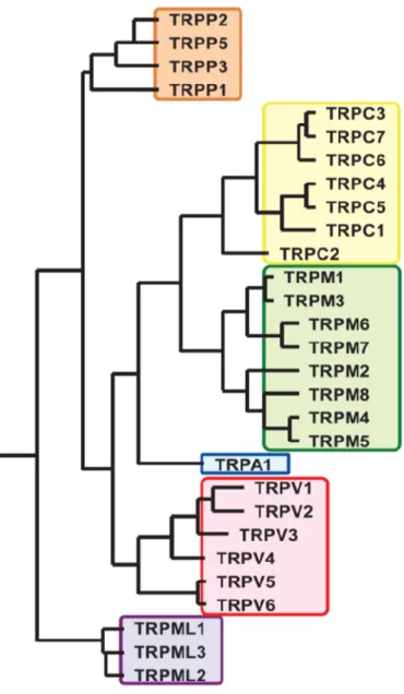Fig. 4 TRP チャネルファミリー   (Numata et al., 2009) 