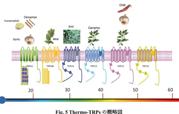 Fig. 5 Thermo-TRPs の概略図  各チャネルは， 6 つの膜貫通ドメイン   (S1-S6) ，膜貫通セグメント 5  (S5)  と 6  (S6)  をつなぐポアループ，長い細胞質 N 及び C 末端を有する．図下の数字は温 度を示しており，非常に高い高温   (TRPV2)  から非常に低い低温   (TRPA1)  まで 明確な温度閾値が存在する．各チャネルは特定のアゴニストが存在し，アゴニス トや生体内の合成物質により感知する温度閾値は影響を受ける   (Vay et al., 2