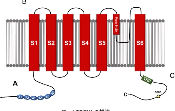 Fig. 6 TRPV1 の構造 