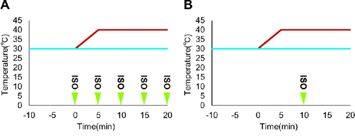 Fig. 12  熱刺激中の筋収縮負荷プロトコル 