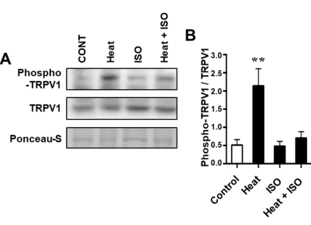 Fig. 20  ウエスタンブロットによる phospho-TRPV1 の定量