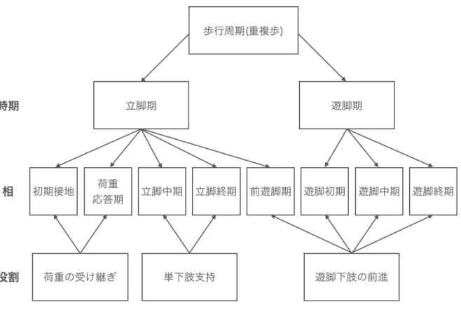 図 2.3 歩行周期の機能的な区分 . 時期は，足部接地の有無によって歩行周期の基本的 な区分を示す . 各相は下肢の位置で決められる . 役割は，貢献する機能によって相のグ ループ分けを示す 