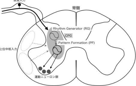 図 2.7 脊髄内の CPG 概略図 . Rhythm Generator (RG) と Pattern Formation (PF) の 2 階層ネットワークで構成される 
