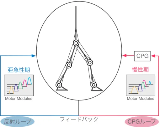図 4.9 2 足歩行における代償手段の仮説 . 左側は反射フィードバックループである . 患 者が反射ループの調整で 2 足歩行を獲得したとき , 亜急性期脳梗塞患者のように motor module の合併は確認されない [42]