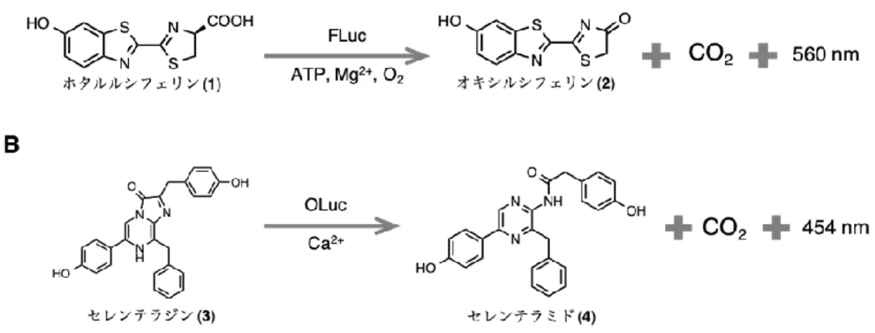 Figure 1-1.  生物発光反応の略式図 