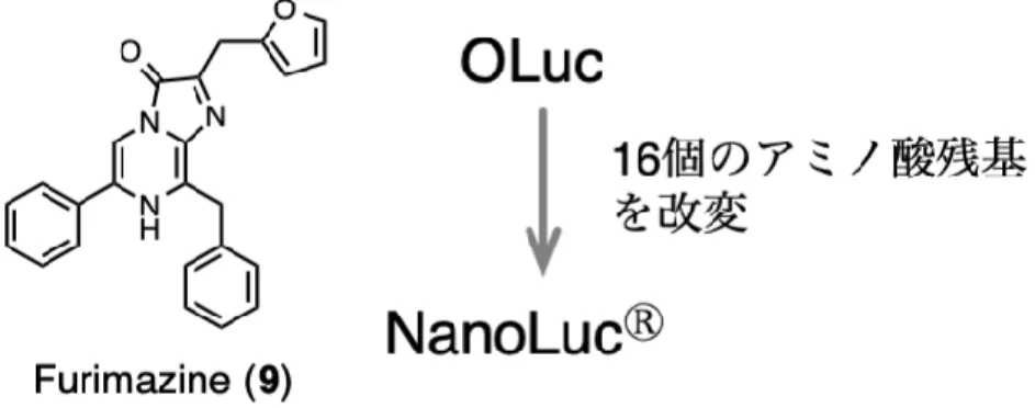 Figure 1-4. Furimazine (9)  の構造と特化酵素 NanoLuc ® この発光反応は  max =  ca.460  nm  で発光し、ホタル発光反応の輝度に比べ、約 150 倍も明 るい 18 ことが特徴である。  1 
