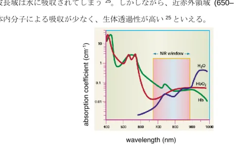 Figure 1-10.  生体内分子による光の吸収の強さ 25
