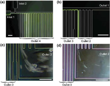 Figure 2.4: Cell sorting microfluidic device (Extracted from reference 23) 