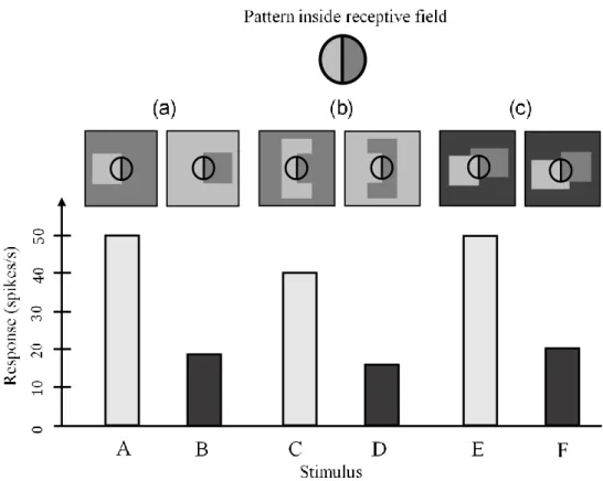 Figure 1.4 Response of a neuron in area V2 towards  pairs of stimuli demonstrates  its object-side selectivity