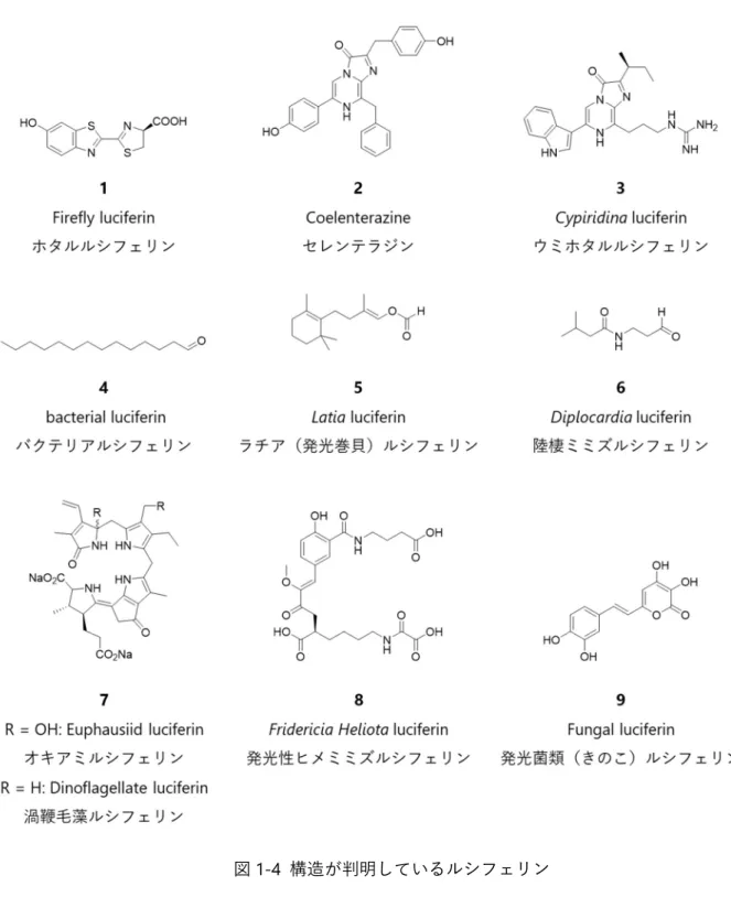 図 1-4  構造が判明しているルシフェリン 