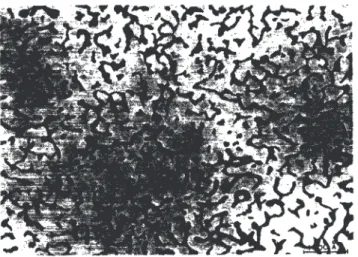 図 2.5: 多孔質ガラス「 Vycor 」の断面図 [12] ．黒がガラス部分で白が空間部分で ある． このような制限された系中 4 He の超流動転移や固体液体転移を以下に示す．図 2.6 は Adams らの定積圧力測定の結果である [13] ．超流動転移温度はサイズ効果 により，バルクと比べて 0.2 K 程度低温側に移動している．一方，固化圧力はバル クと比べて高圧，低温側に移動する．彼らは，固化圧力の上昇を均一核形成の理 論で説明した．一般的に 4 He が固体の表面をぬらさないことが知られてお