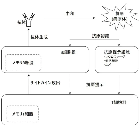 図 2.1: 獲得免疫系の構成 まず，抗原とは免疫反応を引き起こす物質全般を指す言葉である．これは例え ば病原体のほか，場合によっては花粉や自己の細胞 (がん細胞) なども抗原となり うる．人体内に存在する抗原は，樹状細胞やマクロファージなどの食細胞により 取り込まれ，タンパク質の破片であるペプチドと呼ばれる物質に分解される．こ のペプチドには取り込んだ抗原の特徴を示す情報が含まれており，この情報をヘ ルパー T 細胞と呼ばれる免疫細胞に提示する．ヘルパー T 細胞の表面にはこのペ プチドを認識するための受