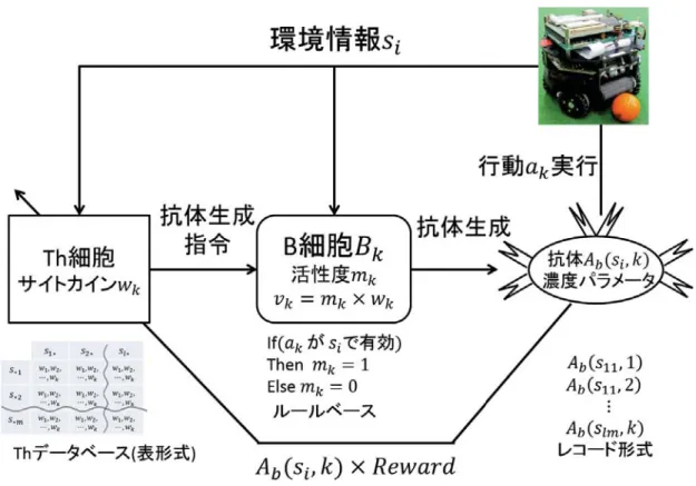 図 2.2: 免疫型強化学習器概略図 発生する．また，学習が行われていない状態ではメモリ T 細胞は存在しないため 放出されるサイトカインシグナルに差違はない．実際の獲得免疫系でも同様の作 用であるが，抗原中和に功績した Th 細胞はメモリ細胞として体内にとどまってい る．この作用を模擬し，1 回の学習試行が行われるごと得られる報酬を元にメモリ T 細胞の情報は更新し，このメモリ T 細胞の情報をサイトカインシグナル w k (s i ) として使用する．このメモリ T 細胞は複数の細胞の情報によって構築さ