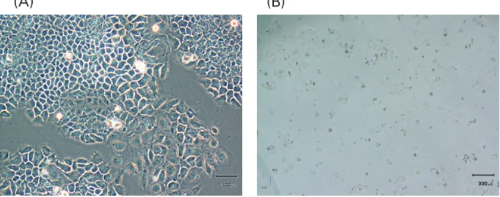 Fig. 2  Light microscopy showing (A) alive and (B) dead MCF-7 cells.