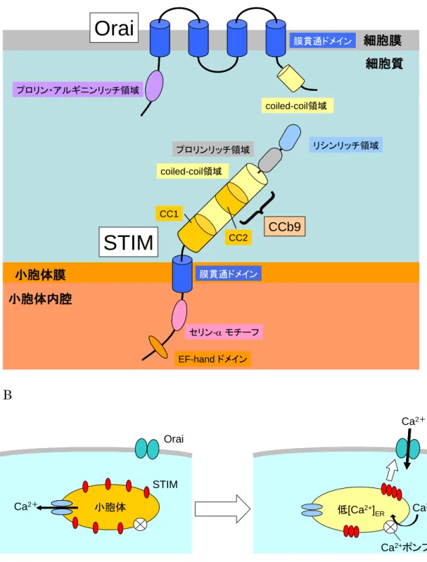 図 5.1 STIM および Orai の構造と STIM/Orai を介したストア作動性 Ca 2+ 流入 