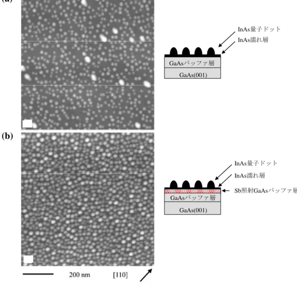 図 1.2  GaAs バッファ層上の高密度 InAs 量子ドットの AFM 像と試料構造(a)および                Sb 照射 GaAs バッファ層上の高密度 InAs 量子ドットの AFM 像と試料構造(b)[21]．