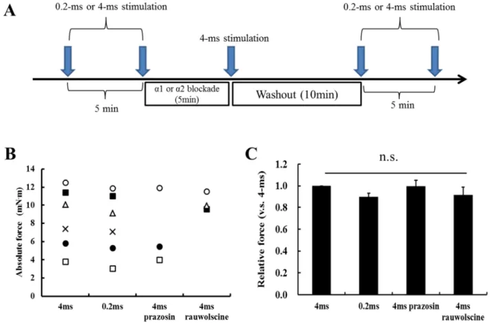 Fig. 4-1    Effect of pluse width and alpha blockade on force production  A:  A  schema  of  experimental  protocol  in  comparison  of  absolute  force  production in rat spinotrapezius muscle
