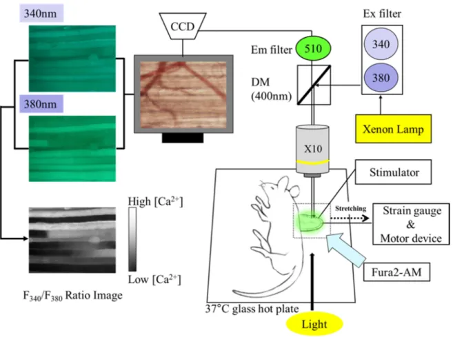 Fig. 5-1.    Schematic showing direct microscopic observation for  spinotrapezius muscle and [Ca 2+ ] i  in vivo