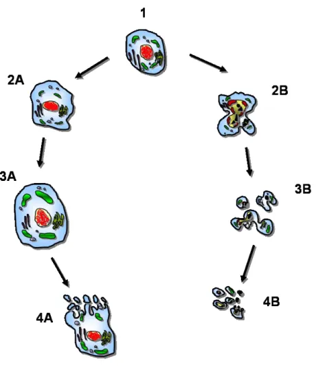 Fig.  1  Morphological  features  of  cell  death  by  necrosis  (A)  or  apoptosis  (B)