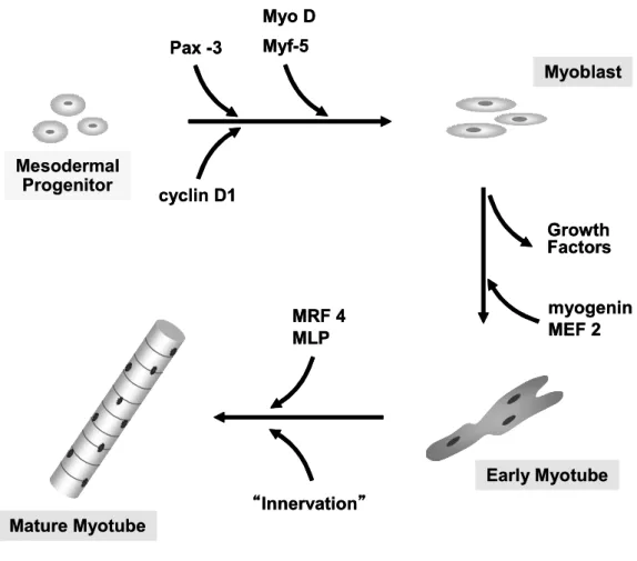 Fig. 5    Member of the MyoD and myf-5 expression is involved in detertmination of  precursor  cells  to  a  myogenic  fate,  whereas  myogenin  and  MRF  4  expressionis  associated with terminal differentiation (modified for Koniezny et al., 2002 )
