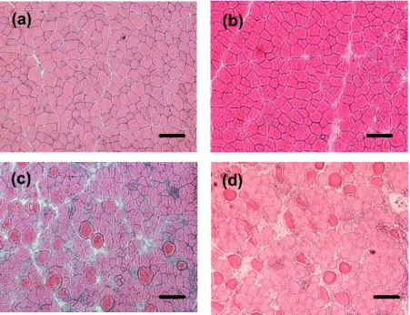 Fig. 10    Light micrographs of cross-section TA muscle for control (a), ECC 10 (b),    ECC 20 (c), and ECC 100 (d)