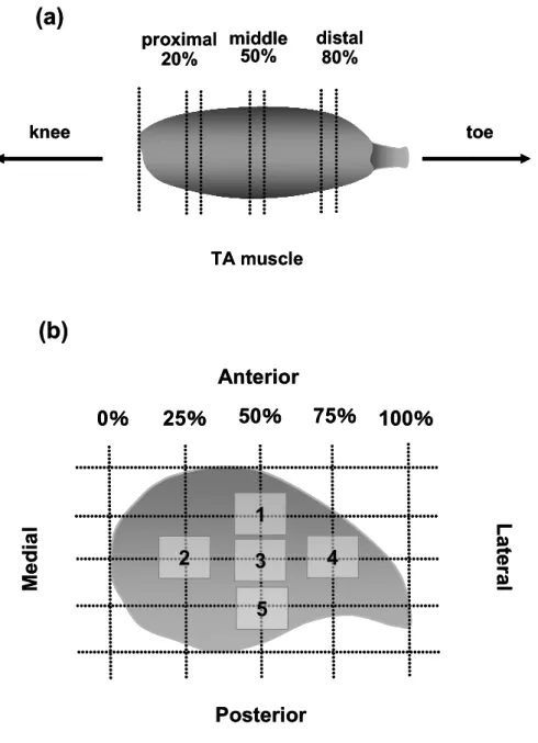 Fig. 12    Schematic drawing of the rat TA muscle showing the zones sampled for this    study